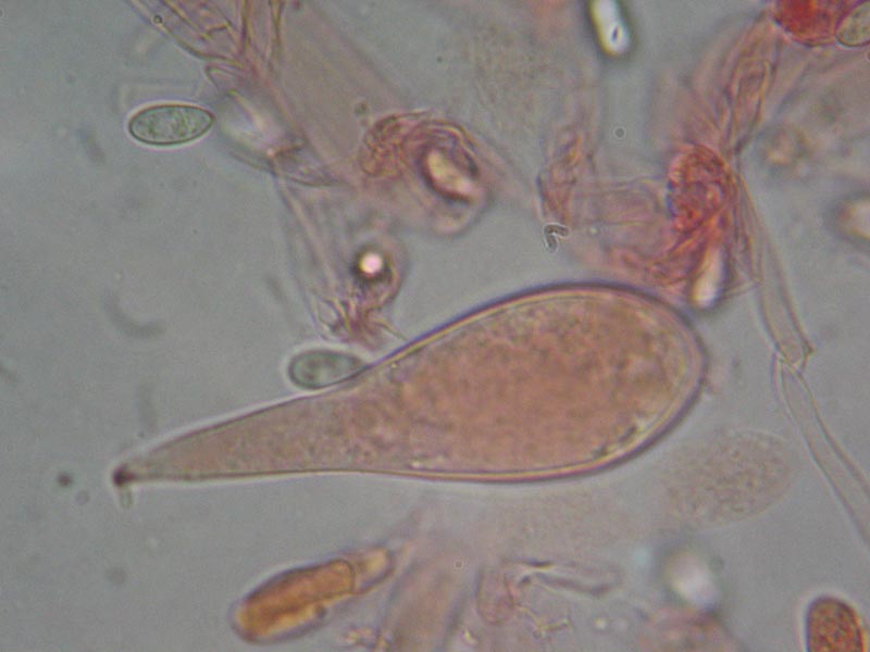 Macrocystidia cucumis
